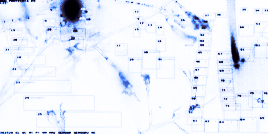 feature image for 'persimmon goes rotten'